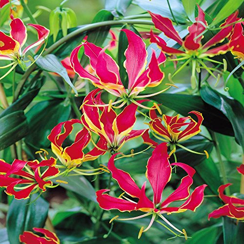 You Garden - Exotic 'Flame Lily' (Gloriosa rothschildiana) Plant - Pack of 3 Tubers, Exotic Lily for Gardens Ready to Plant in Gardens