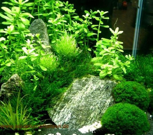 Nano 7, Aquarien Pflanzen Set, Nanoaquarium 20-30l
