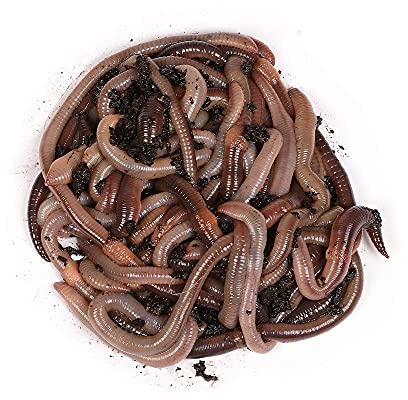 Imperator-Wurmpaket - Kanadische Tauwürmer - der Wurm für die wirklich großen Fische (250 STK.)