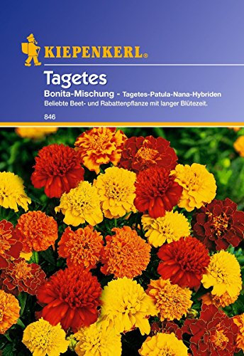 Kiepenkerl, Tagetes, patula Bonita Mischung