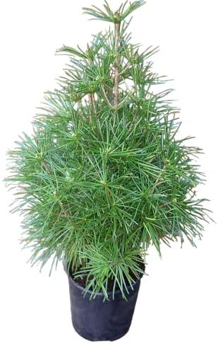 Schirmtanne, Höhe: 70-80 cm, Sciadopitys verticillata, winterharte Pflanze + Dünger