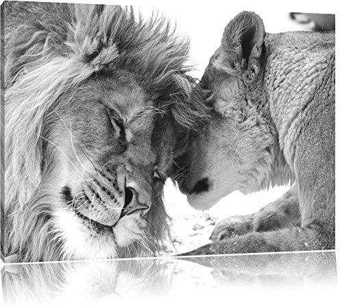 Pixxprint Bezauberndes kuschelndes Löwenpaar B&W, Größe: 120x80cm, Leinwandbild, fertig gespannt, Wandbild, Dekoration, Kunstdruck, kein Poster