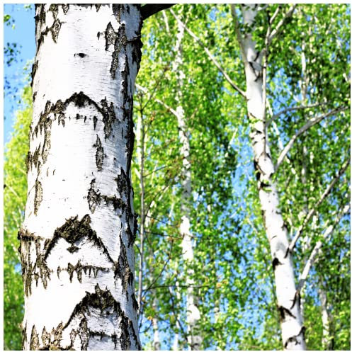 1 Silver Birch Tree 4-5ft Tall in 2L Pot, Stunning Winter Colour, Betula Pendula Plants 3fatpigs®