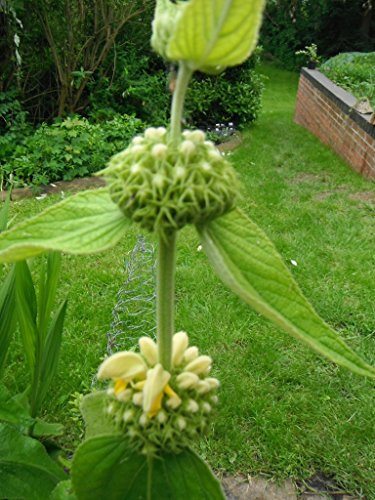 50 X PHLOMIS RUSSELIANA Seeds (Turkish SAGE) - Garden Flower Patio Borders Plants Seeds