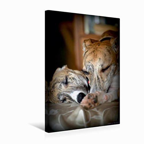 Premium Textil-Leinwand 30 x 45 cm Hoch-Format Classy Whippets | Wandbild, HD-Bild auf Keilrahmen, Fertigbild auf hochwertigem Vlies, Leinwanddruck von Ula Redl