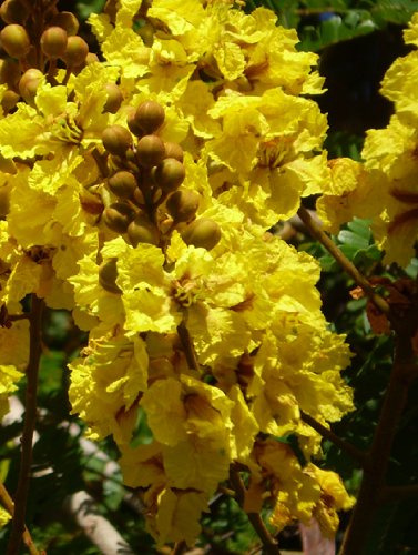 Seedeo Gelber Flammenbaum (Peltophorum pterocarpum) 20 Samen