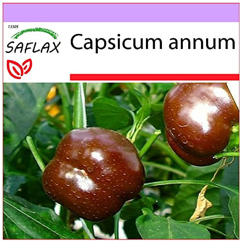 SAFLAX - Peperoncino Sweet Chocolate - 10 semi - Capsicum annum