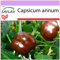 SAFLAX - Pimiento sweet chocolate - 10 semillas - Capsicum annum