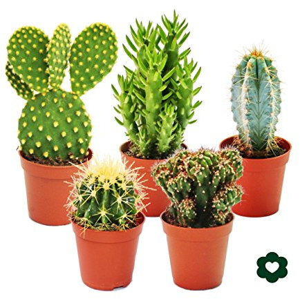 5 Different Cactus - Small Collection - 5,5cm