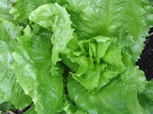 Broadleaf Batavian Endive(Escarole) 3000 Seeds-Heirloom,Dating Back To the 1860s
