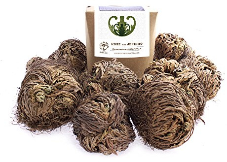 YAKEBA | 10 x Rose von Jericho | Klein | Geschenkkarton | Perfekte Indoor Pflanze als Deko oder als Mini Terrarium/Flaschengarten Zubehör | Neben Moss oder Steinpflanzen