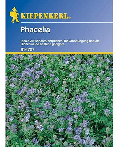 Kiepenkerl, Phacelia Lizette, 50 g