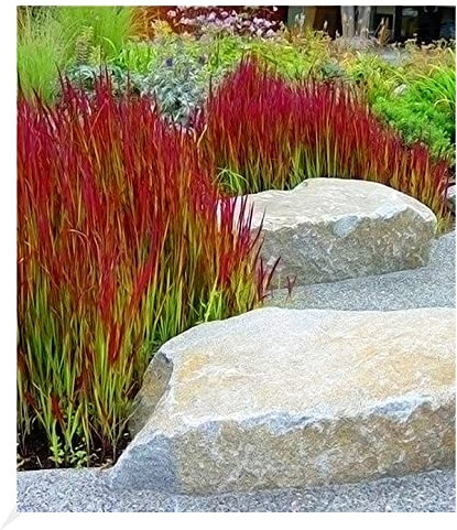 BALDUR Garten Ziergras 'Red Baron', 3 Pflanzen, Japanisches Blutgras Flammengras, Imperata cylindrica, Garten-Ziergräser, winterharte Staude, mehrjährig, Pennisetum orientale