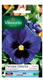 Pensée Géante Lac de Thoune