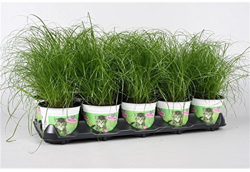 Cyperus Zumula Katzengras - 3er Set Frisches Katzengras für Katzen - Ideale Pflege, Verdauung & Beschäftigung - Ungiftig, Unterstützt Gesundheit und Wohlbefinden