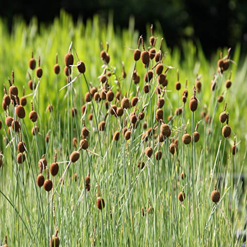 WASSERPFLANZEN WOLFF - 4er-Set im Gratis-Pflanzkorb - Typha minima - Zwergrohrkolben - Klärpflanze - winterhart - heimisch