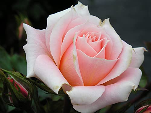 Flower Power - 5.5lt Potted Patio Garden Rose Bush - Repeat & Early Flowering, Masses of Peach/Apricot Fragrant Blooms.
