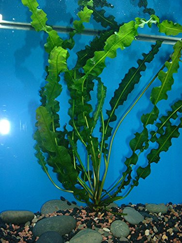 APONOGETON LONGIPLUMULOSIS - Live Aquarium Plant