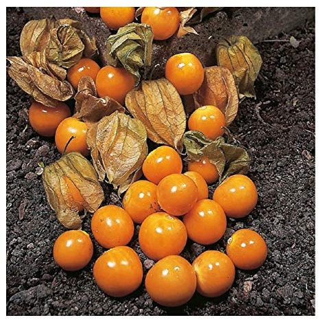 PREMIER SEEDS DIRECT - Cape Gooseberry Seeds - 0.3 GRAM ~ Approx 290 Seeds