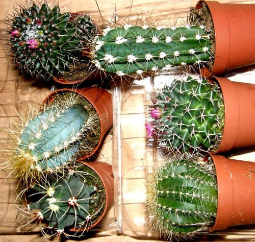 Kakteenmix 9 Kakteen mindestens 4 verschiedene Sorten für Terrarien und Paludarien