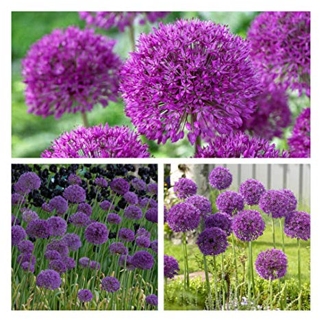 Allium Purple Sensation x 10 Flower Bulbs Size 10/12. All Round Garden and Flower Arranging Allium. Easy to Grow