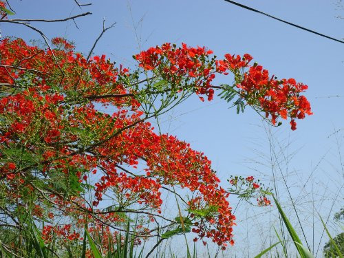 Flammenbaum - Delinox regia - 20 Samen - blühende Exoten