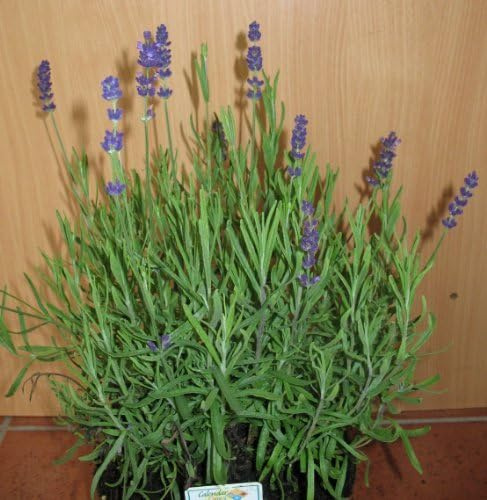 lilablau blühender Lavendel Hidcote Blue im Topf | Winterhart, immergrün & duftend – kompakter Wuchs, bienenfreundlich für Beet, Kübel & Garten