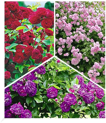 BALDUR Garten Rambler-Rosen-Kollektion,3 Pflanzen, Bleu Magenta, Chevy Chase, Paul's Himalayan Musk Rambler, Kletterrosen, winterhart mehrjährige Kletterpflanzen, blühend, Rosa Hybride