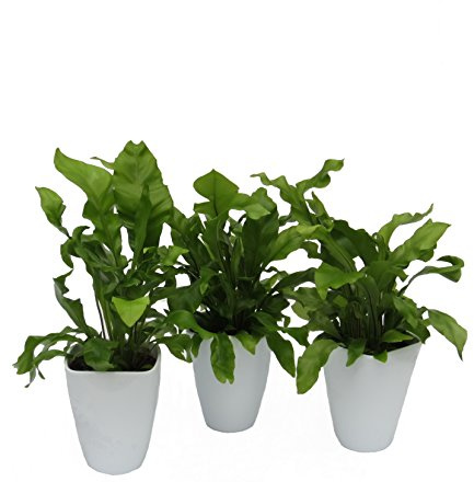 Dominik Blumen und Pflanzen, Zimmerpflanzen Nestfarn Asplenium nidus, 3 Pflanzen, circa 15 cm hoch, 13 cm Topf und Dekotopf, weiß / grün