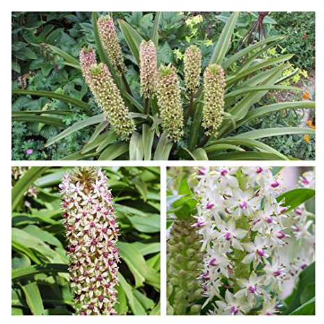 Eucomis Bicolor Flower Bulbs,Pineapple Lily. Exotic Summer Flowers (3)