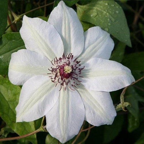 Clematis Miss Bateman - Weiß, Mehrjährig & Winterhart | Kletterpflanze - Klematis - 1,5 Liter Topf | ClematisOnline