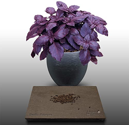 100 graines Aromatiques à semer - Le Grenier d'Abondance - BASILIC Pourpre - Ocimum basilicum purpurascens