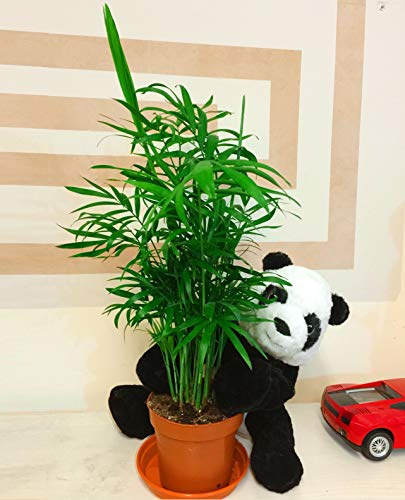 1 Chamaedorea Elegans Palm 45-50cm Tall Evergreen house Plant with Saucer & a Cuddly Panda