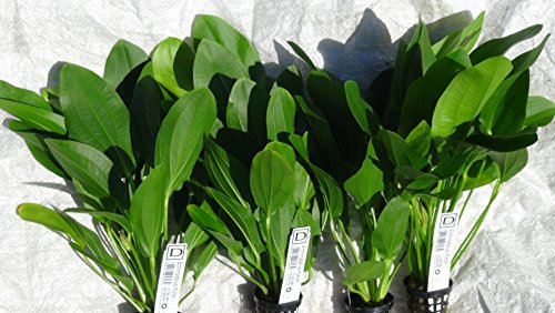 Echinodorus 'Python' (Dschungelstar № 3) - Mother Plant - Live aquarium plant