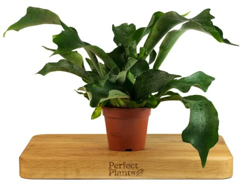 Staghorn Fern - Platycerium Bifurcatum in a 12cm Pot