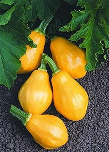 PAPAYA PEAR COURGETTE EARLY BRIGHT YELLOW ZUCCHINI SQUASH 10 ORGANIC SEEDS