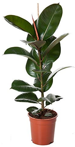 Ficus Elastica Robusta Gummibaum 30-40 cm - Pflegeleichte Zimmerpflanze für Zuhause & Büro, Luftreinigend, Grüne Dekoration für Innenräume