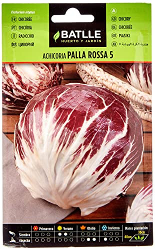 Batlle Vegetable Seeds - Chicory Palla Rossa 5 (8g)