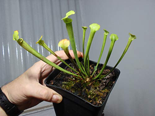 Exotenherz Schlauchpflanze - Sarracenia - Überraschungssorte - 9cm Topf