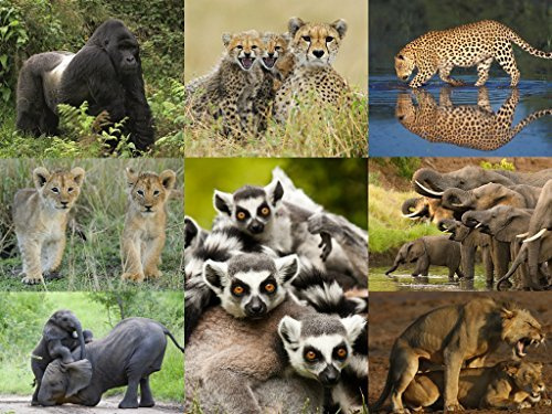 Cartes postales-set de 3-d : «afrique» (8 x 3-d-postkarten, notamment : lion geparden, leopard, éléphant, gorille, etc.)-edition