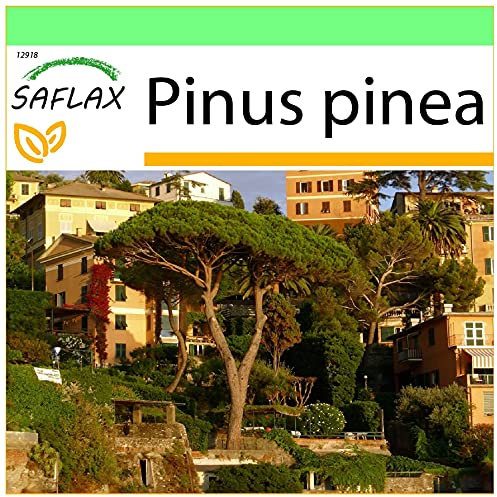 SAFLAX - Pino marittimo - 6 semi - Pinus pinea