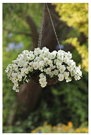 PREMIER SEEDS DIRECT - Pansy Trailing Winter Flowering - Cool Wave - White - 20 Seeds