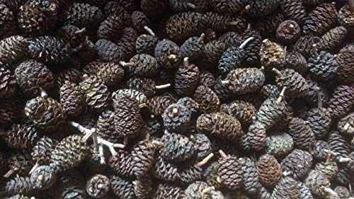 Catappa-Leaves Erlenzapfen ~500Stk.(=200g), Schwarzerle, Alnus glutinosa, Black Alder Cones