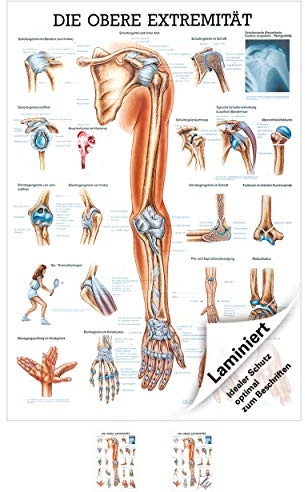 Sport-Tec Obere Extremität Mini-Poster Anatomie 34x24 cm medizinische Lehrmittel