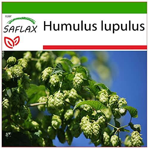 SAFLAX - Lúpulo - 50 semillas - Con sustrato estéril para cultivo - Humulus lupulus