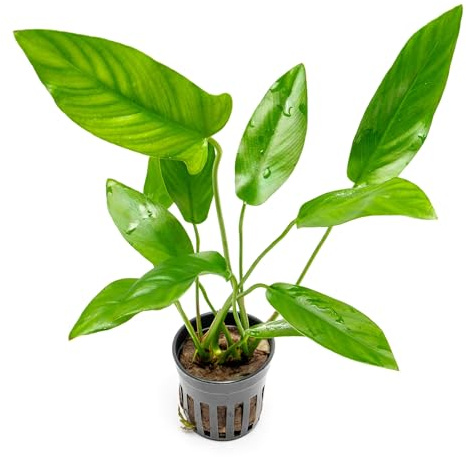 SubstrateSource Anubias Live Aquarium Plants - Potted Freshwater Plant for Fish Tanks, Terrariums - Beginner Friendly Low Light (Hastifolia, 1 Pot)
