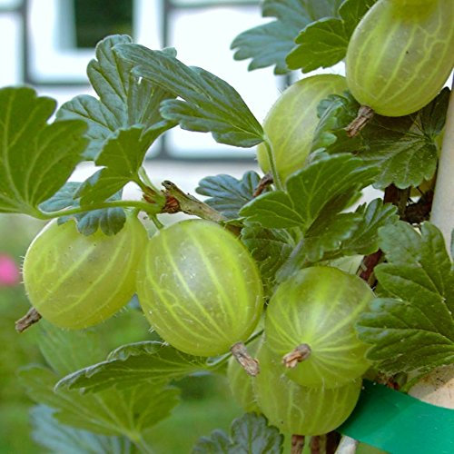 Tatjana, aromatische Stachelbeere, Fußstamm, robust mehltaufest ca. 50-60 cm Stamm im 3-4 Liter Topf