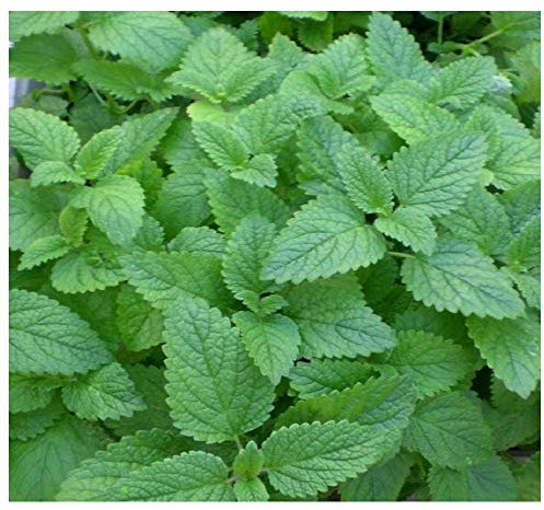 PREMIER SEEDS DIRECT - HERB - Lemon Mint - MONARDA CITRIODORA - 1600 Seeds