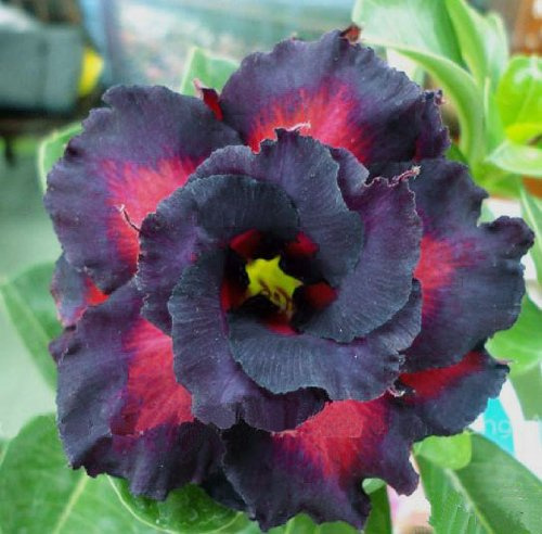 20 semi freschi Adenium Obesum Le rose del deserto Rare Triple-nero-eagle