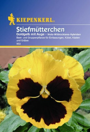 Viola Stiefmütterchen goldgelb mit Auge